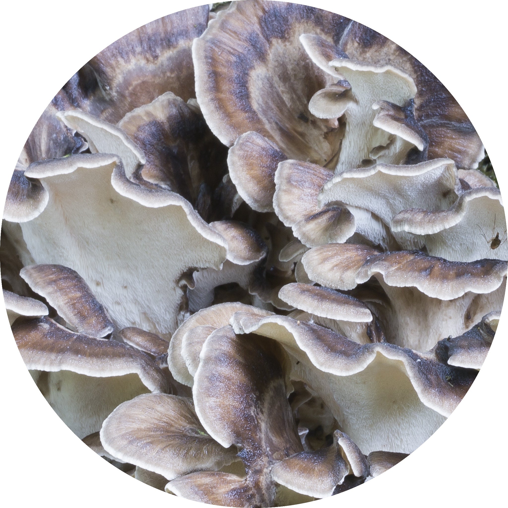 hen of the woods (maitake) mushroom